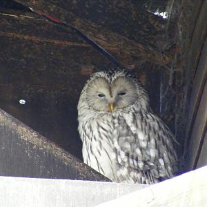 Ural owl at Beale Park, 13th March 2010
