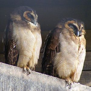 Brown wood owl at Beale Park, 13th March 2010
