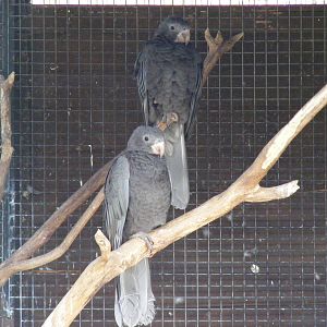 Greater vasa parrots at Beale Park, 13th March 2010