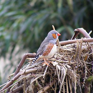 Zebra finch in walk-through aviary at Beale Park, 13th March 2010