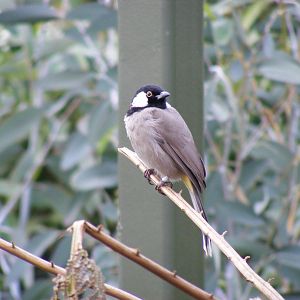 White-eared bulbul in walk-through aviary at Beale Park, 13th March 2010