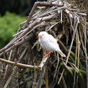 White zebra finch (?) in walk-through aviary at Beale Park, 13th March 2010
