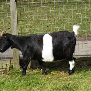 Wilbur the African pygmy goat at Beale Park, 13th March 2010