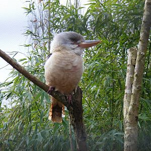 Blue-winged kookaburra at Beale Park, 13th March 2010