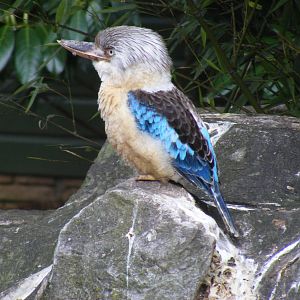 Blue-winged kookaburra at Beale Park, 13th March 2010