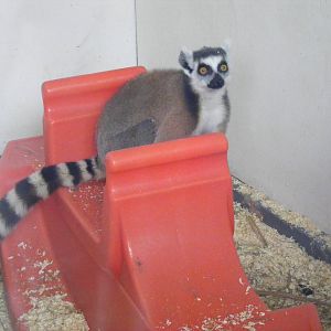 Ring-tailed lemur at Beale Park, 13th March 2010