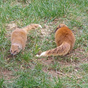 Yellow mongooses at Beale Park, 13th March 2010