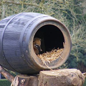 Coati in barrel at Beale Park, 13th March 2010