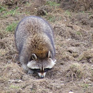Northern raccoon at Beale Park, 13th March 2010