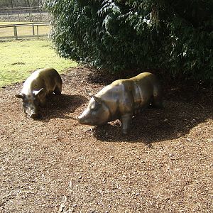 Pig statues at Beale Park, 13th March 2010