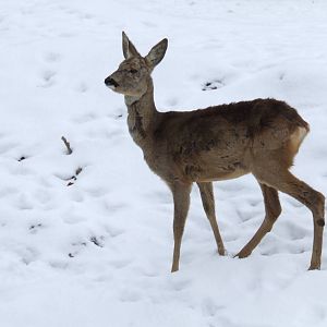 Western Roe Deer