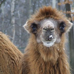Bactrian Camel