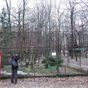 Jungle Cat enclosure