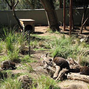 Taronga Zoo 2007 - Very active Echidnas