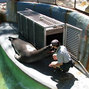 Taronga Zoo 2007 - Brooke the beutiful Leopard Seal