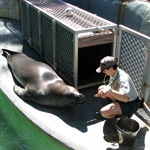 Taronga Zoo 2007 - Brooke the beutiful Leopard Seal
