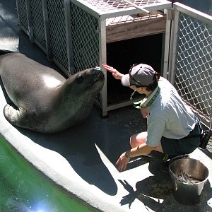 Taronga Zoo 2007 - Brooke the beautiful Leopard Seal