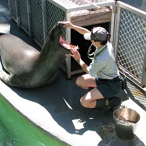 Taronga Zoo 2007 - Brooke the beautiful Leopard Seal