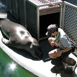 Taronga Zoo 2007 - Brooke the beautiful Leopard Seal