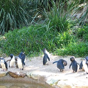 Taronga Zoo 2007 - Fairy Penguins