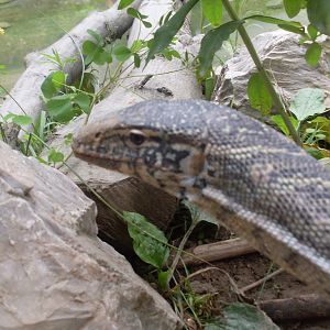Nile monitor