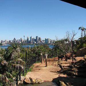 Taronga Zoo 2007 - Side view of the Asiatic Elephant exhibit