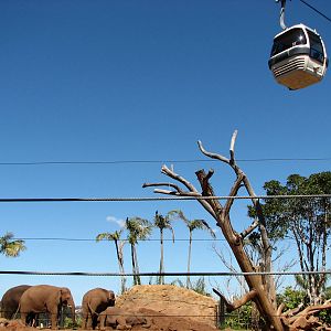 Taronga Zoo 2007 - The new group of Thai elephants and a cable car above