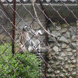 Ring-tailed lemur
