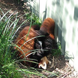 Taronga Zoo 2007 - Red Pandas in a play-fight