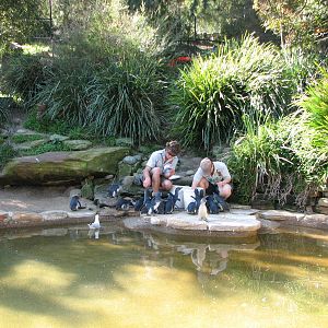 Taronga Zoo 2007 - Feeding of the Fairy Penguins