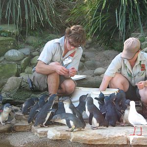 Taronga Zoo 2007 - Feeding of the Fairy Penguins