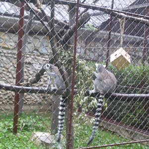 Ring-tailed lemur outdoor exhibit