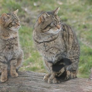 Scottish wildcats; British Wildlife Centre; 14th March 2010