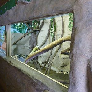 Green Iguana Exhibit