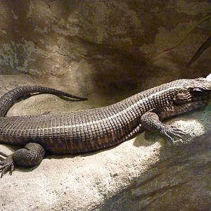 Giant Plated Lizard