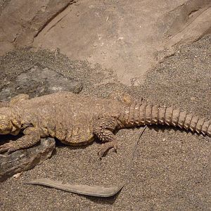 Saharan Spiny-Tailed Lizard