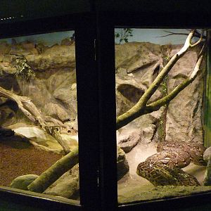 Reticulated + Burmese Python Exhibit