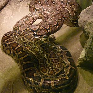 Reticulated + Burmese Pythons