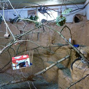 Geoffrey's Marmoset Exhibit