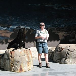 Taronga Zoo 2007 - Fur Seal in the seal show amphitheatre