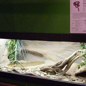 Sinaloan Milk Snake Exhibit