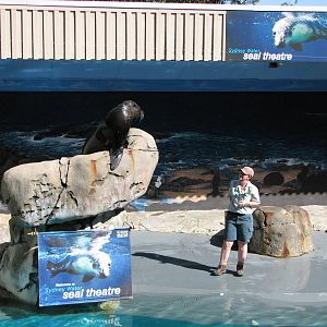 Taronga Zoo 2007 - Fur Seal in the seal show amphitheatre
