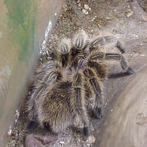 Chilean Rose Tarantula