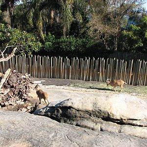 Taronga Zoo 2007 - Barbary Sheep