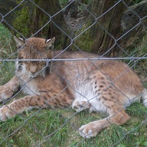 Sleeping northern lynx