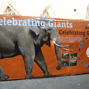 Pachyderm Forest construction update