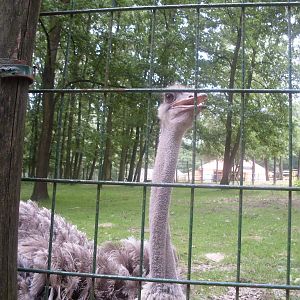 Female ostich and  the ostrich outdoor exhibit