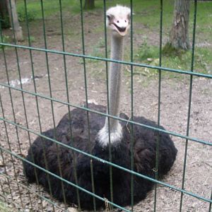 Male ostrich