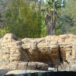 Pachyderm Forest construction update