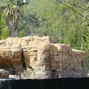 Pachyderm Forest construction update